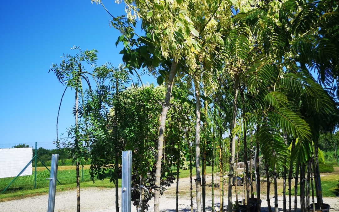 Acer plat. Negundo Flamingo