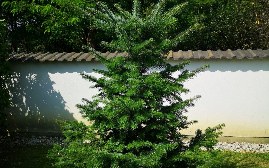 Abies Nordmaniana