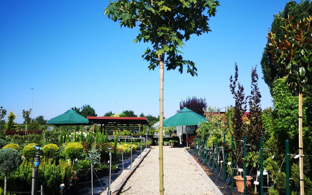 Acer plat. Globosum