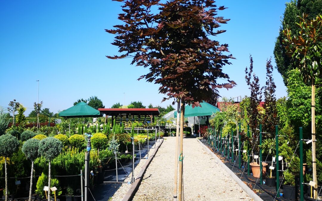 Acer plat. Crimson Sentry