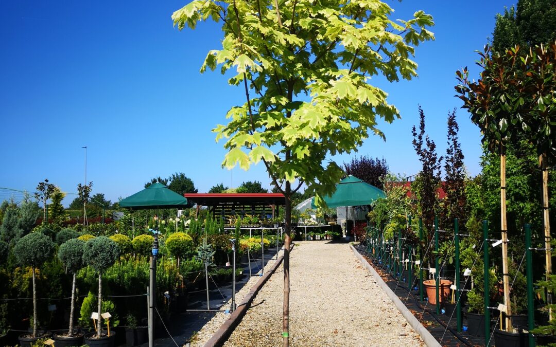 Acer plat. Drummondii