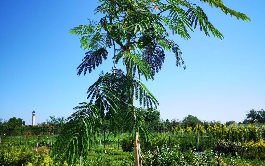 Albizia julibrissin