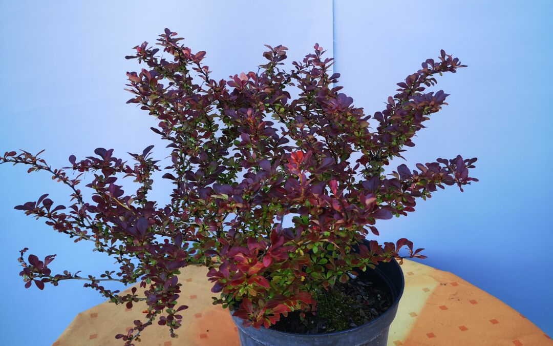 Berberis thumb. Atropurp. Nana