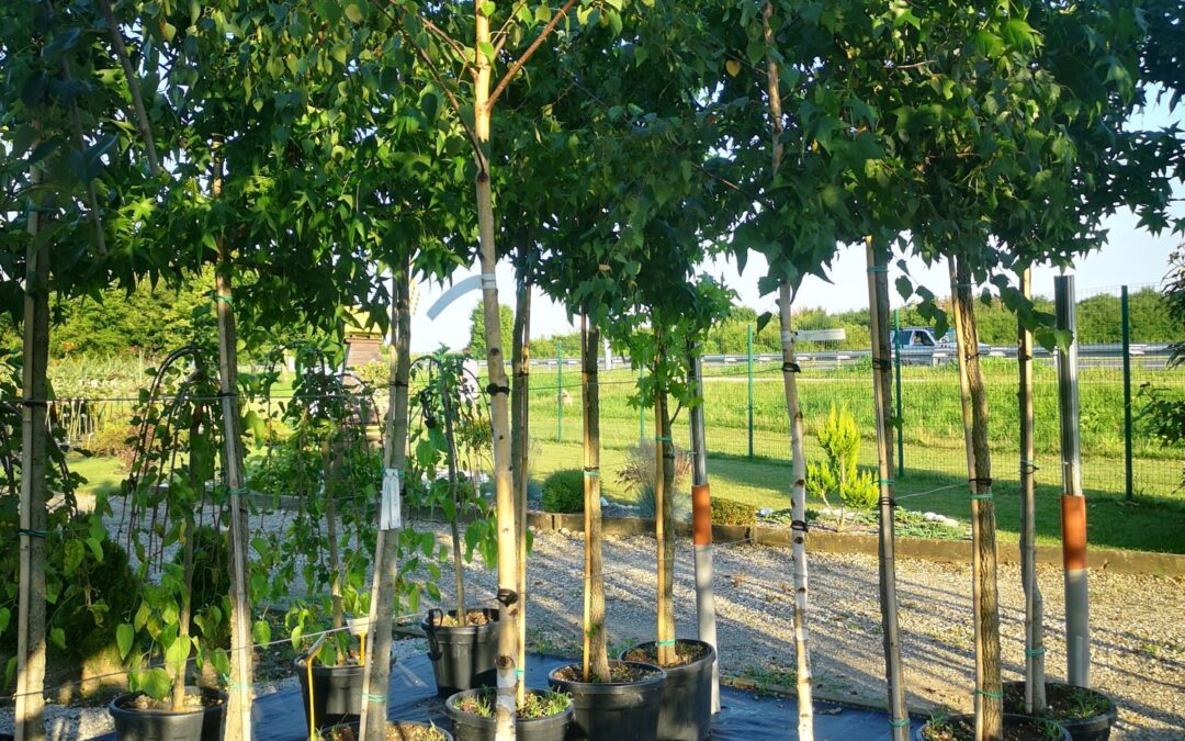 Betula