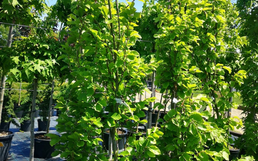 Fagus sylv. Dawyck Gold