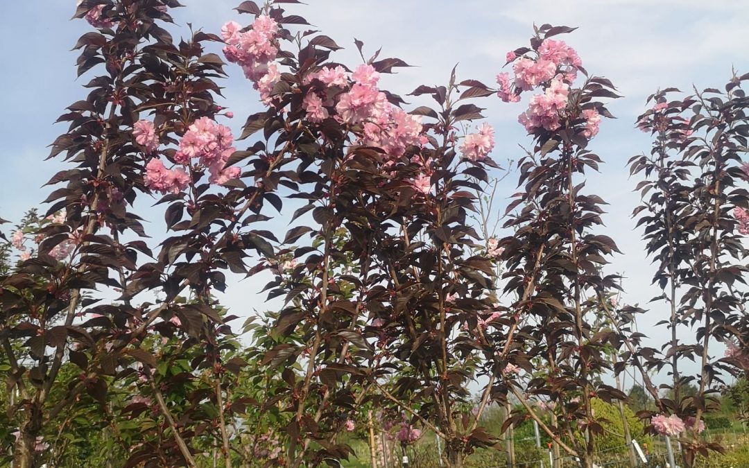 Prunus serr. Royal Burgundy