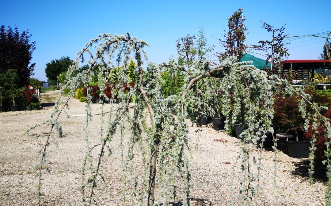 Cedrus atlantica glauca pendula