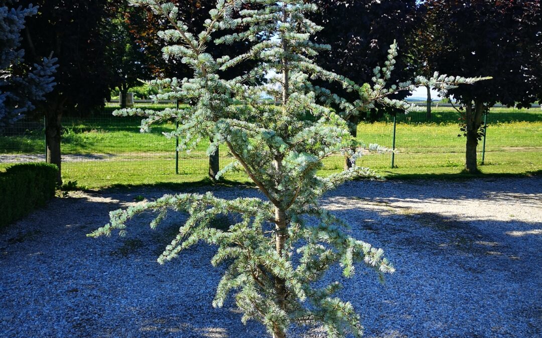 Cedrus atlantica glauca