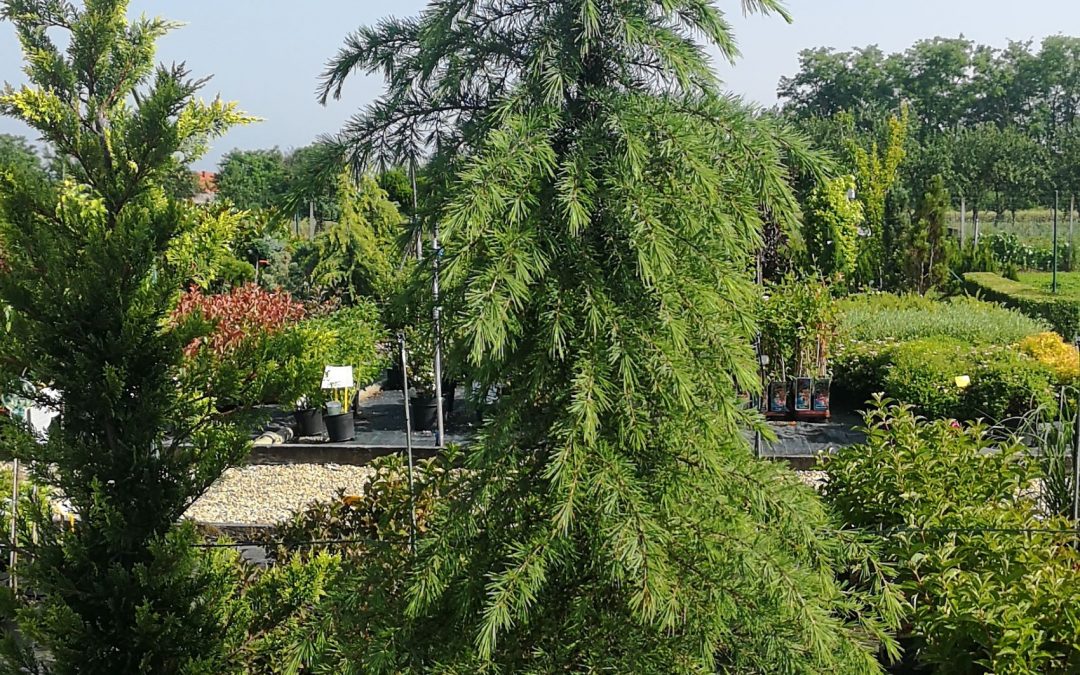 Cedrus Deodara