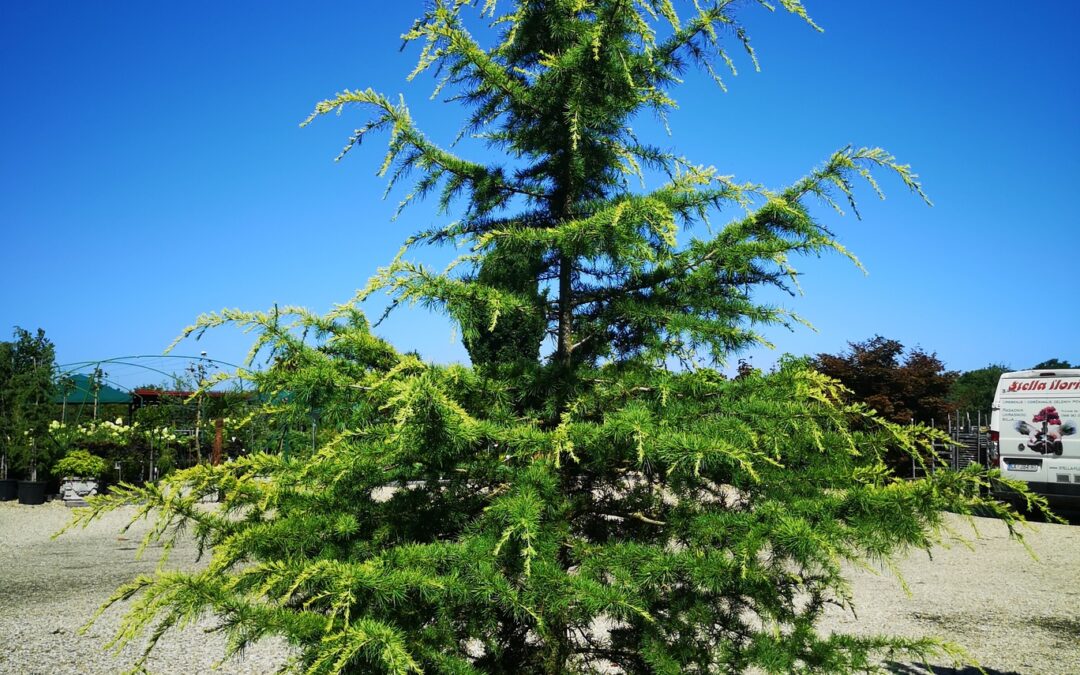 Cedrus Deodara Aurea