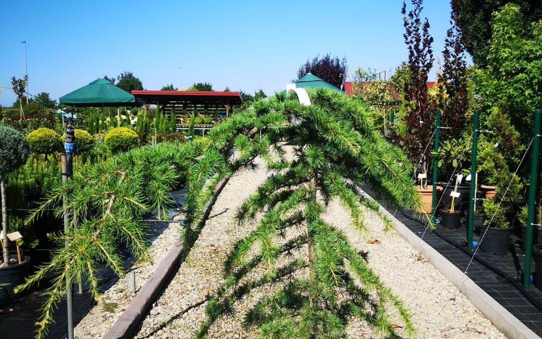 Cedrus Deodara Pendula