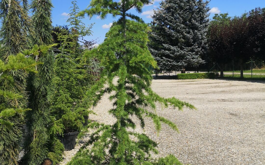 Cedrus Libani