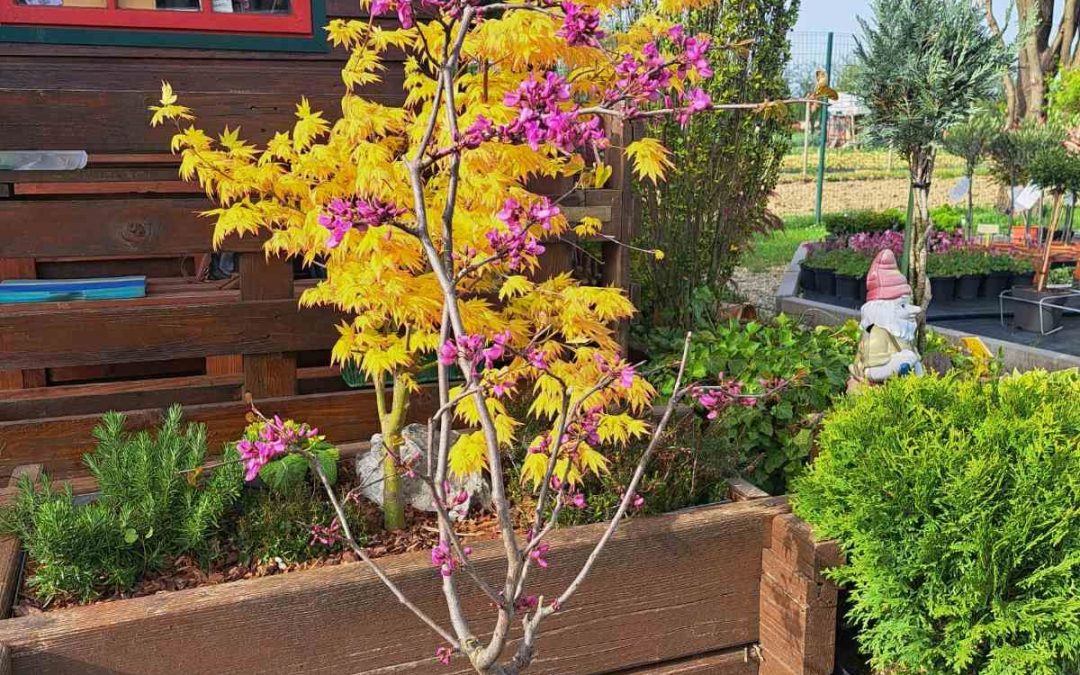 Cercis silliqastrum