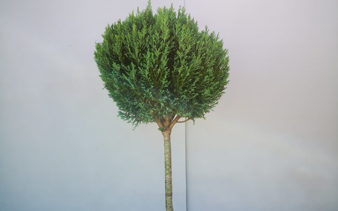 Chamaecyparis law. Elwoodii stamm