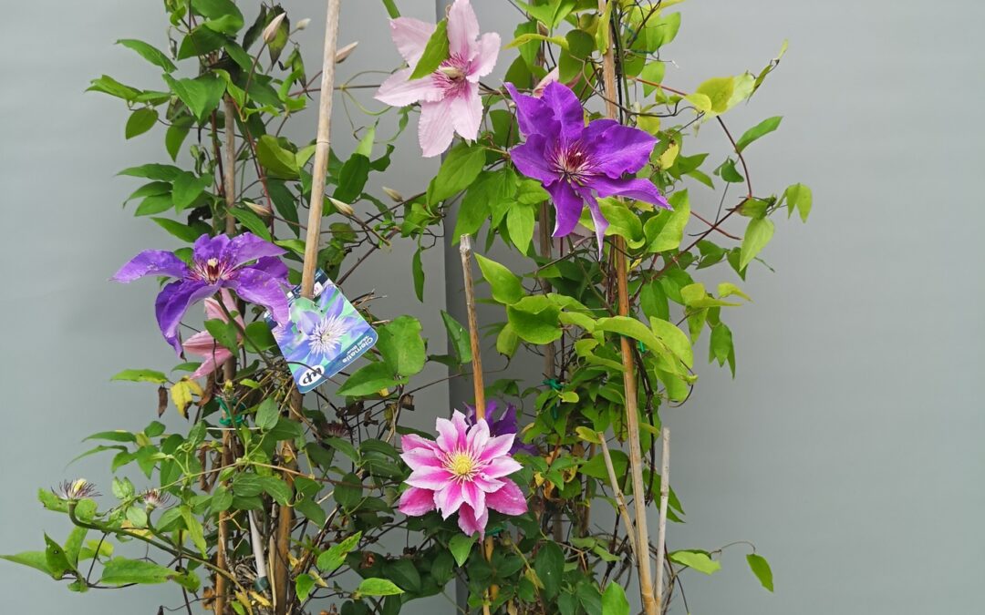 Clematis