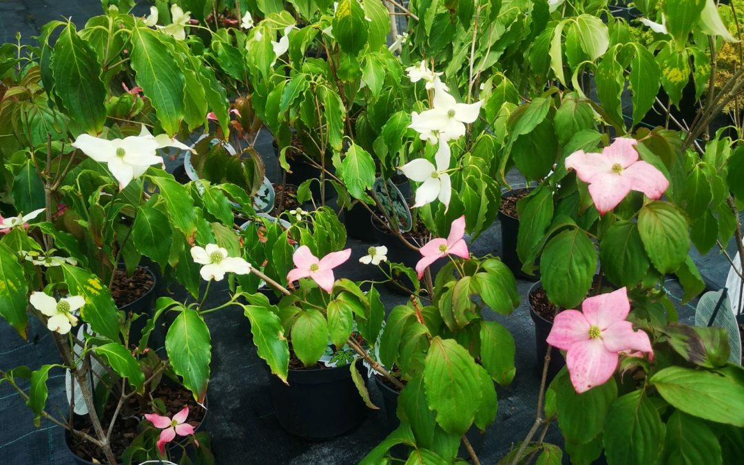 Cornus Cousa