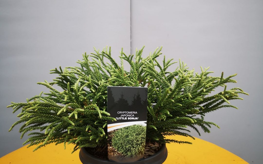 Cryptomeria little Sonja