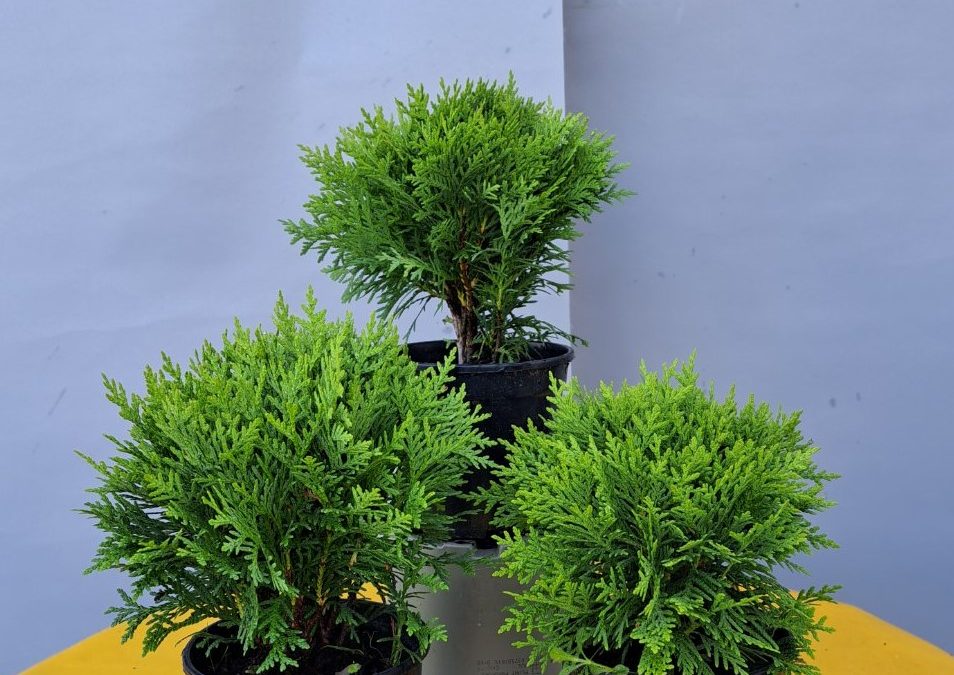Thuja occ. Danica