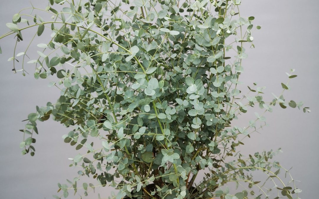 Eucaliptus Gunni
