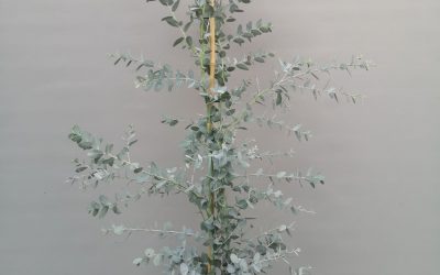 Eucalyptus silveriana