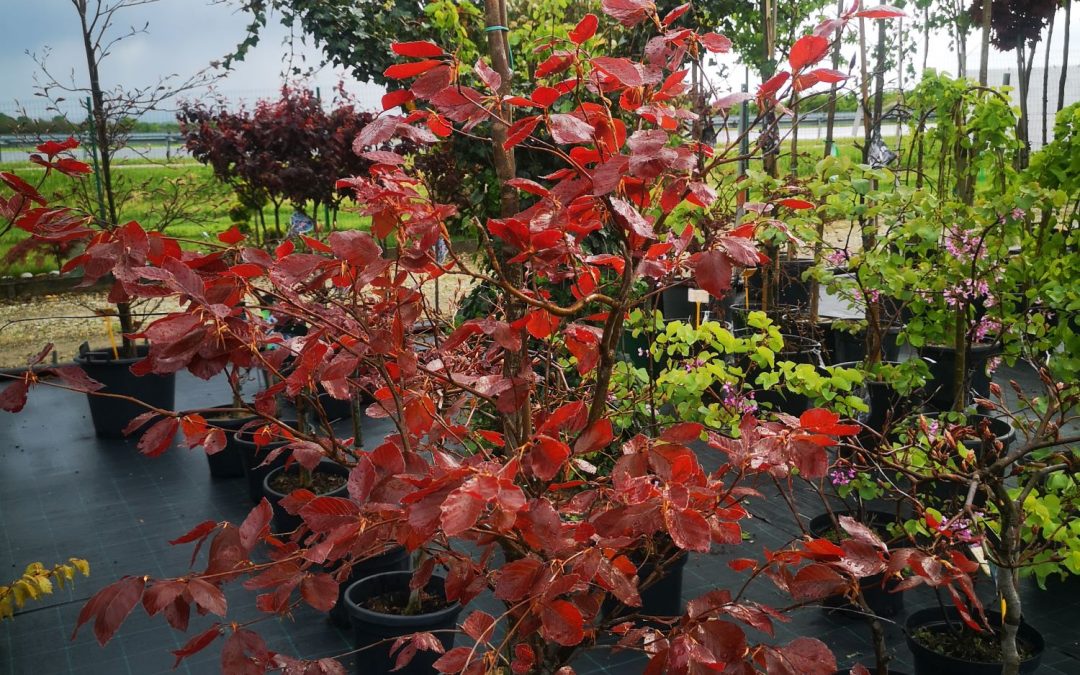 Fagus sylv. atropurpurea