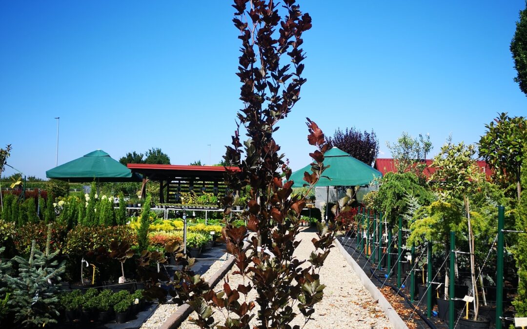 Fagus sylv. Dawyck Purple