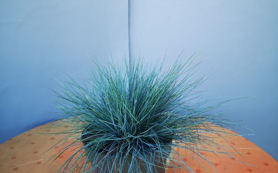 Festuca glauca