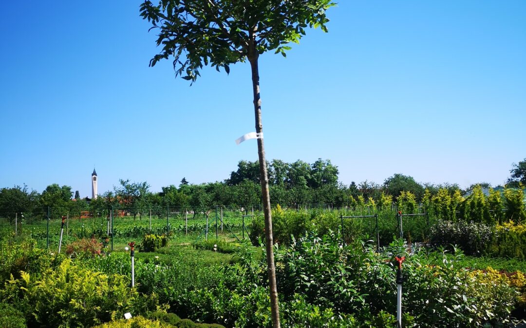 Fraxinus excl. Nana