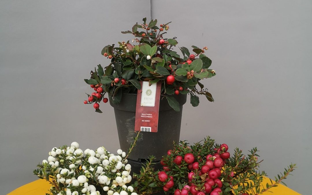 Gaultheria procumbens