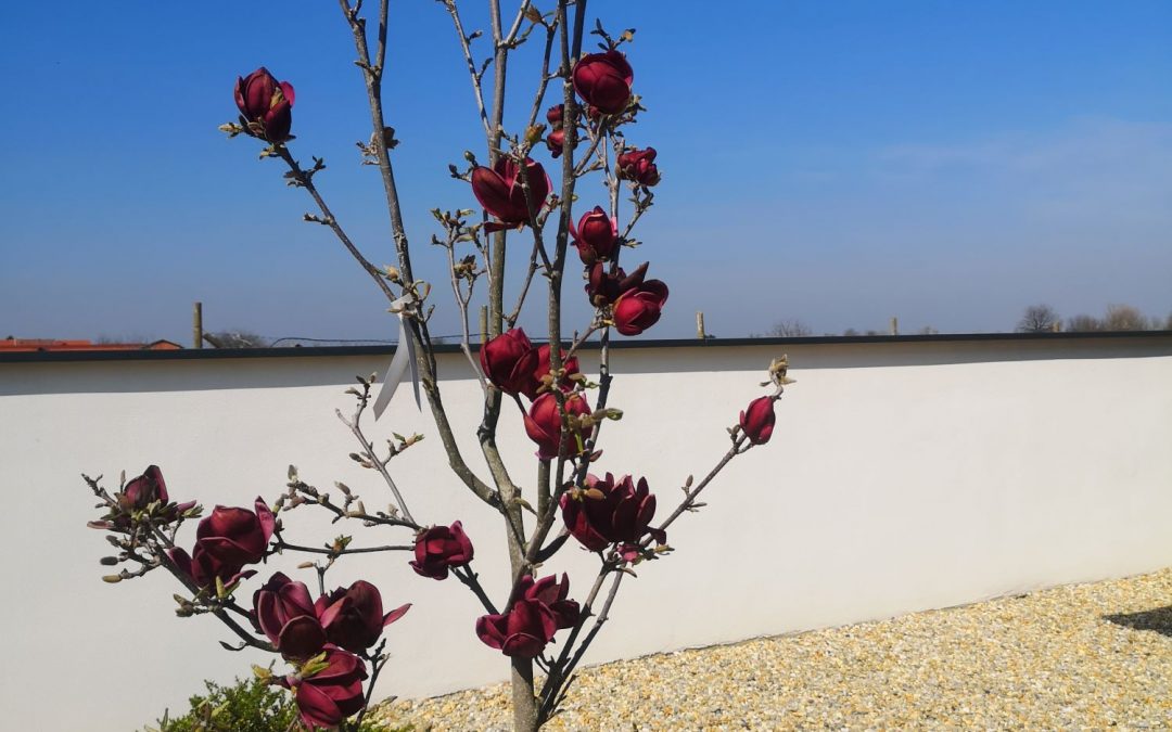 Magnolia Genie