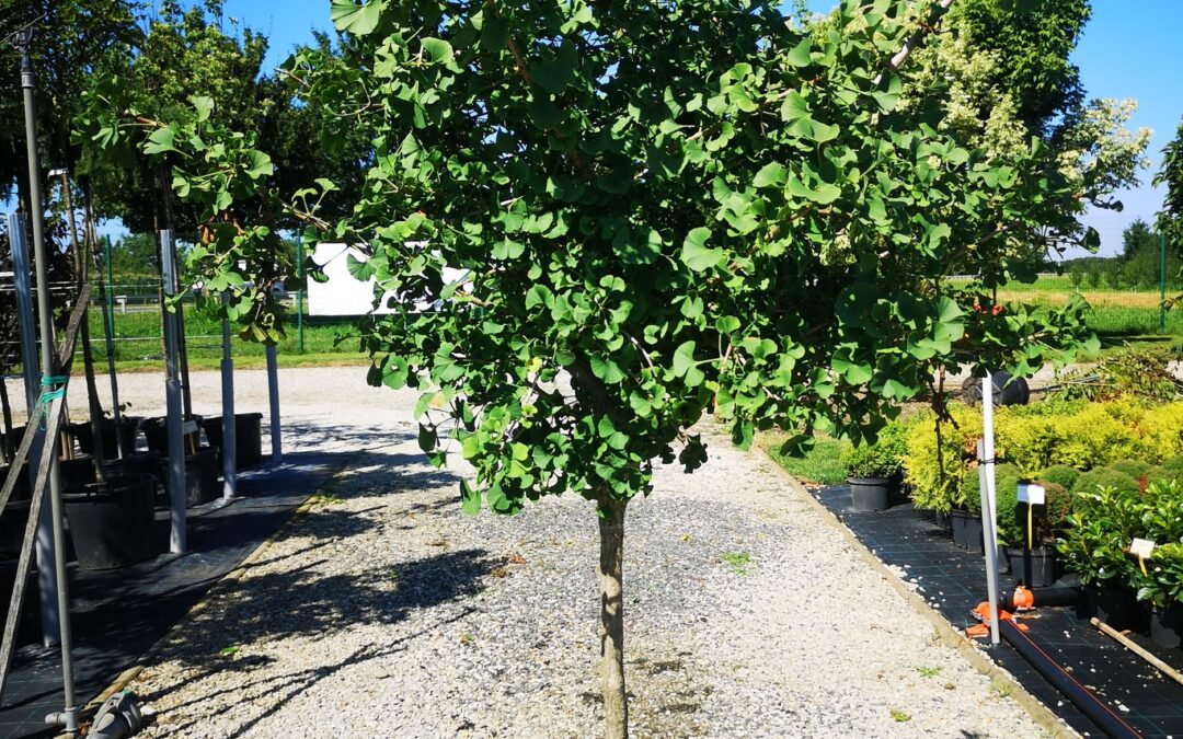 Ginko biloba