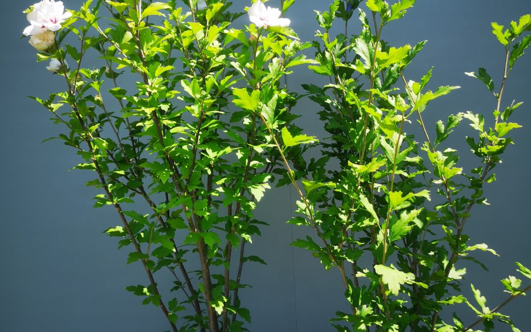Hibiscus