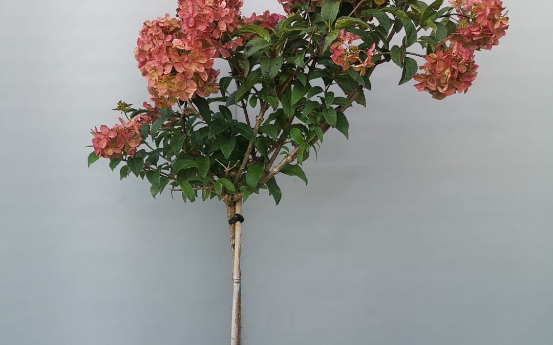 Hydrangea pan. Petite Star