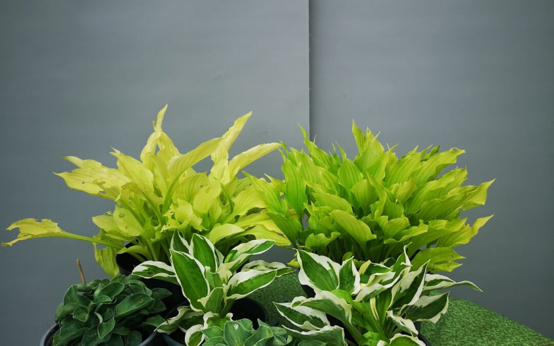 Hosta