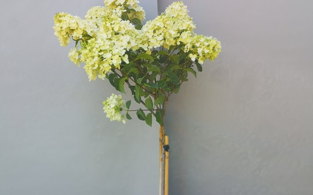 Hydrangea pan. Limelight stamm