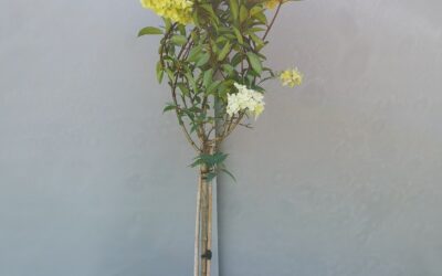 Hydrangea pan. Petite Flori