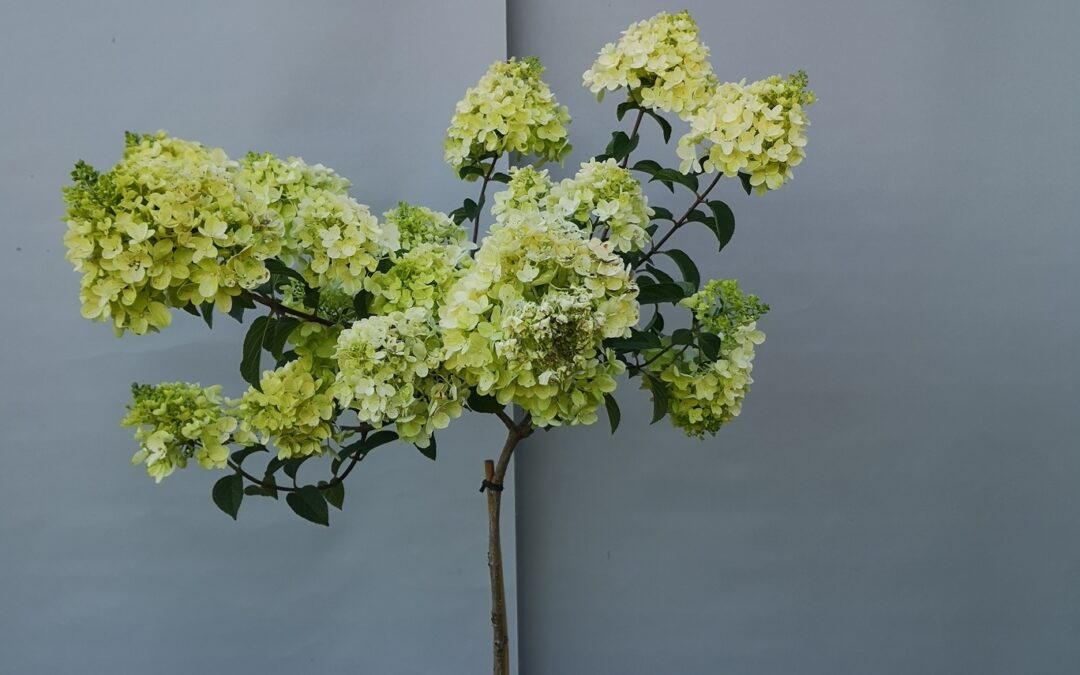 Hydrangea paniculata Silver Dollar stamm
