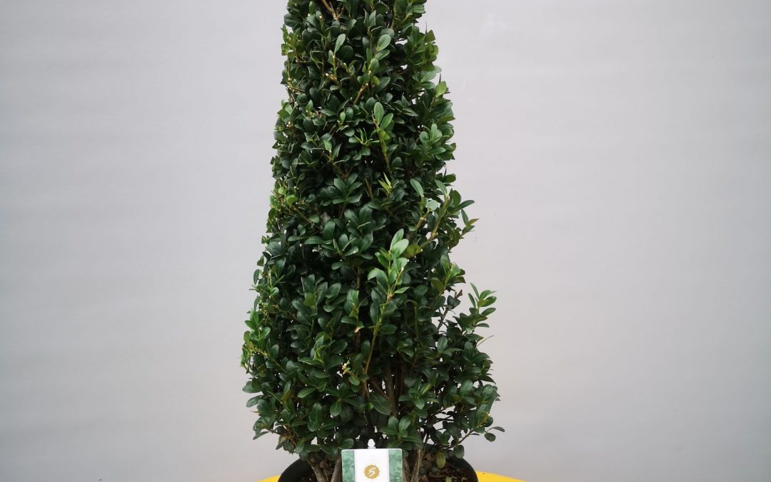 Ilex crenata cone
