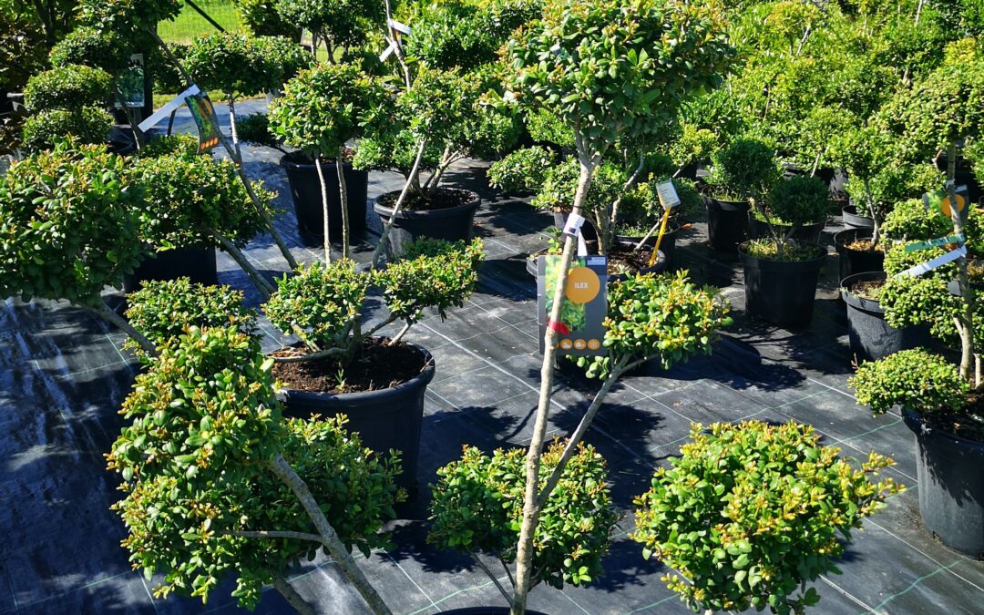 Ilex crenata pon pon
