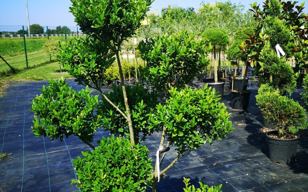 Ilex crenata Topiary