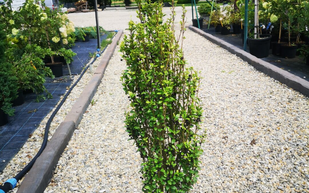 Ilex crenata fastigiata