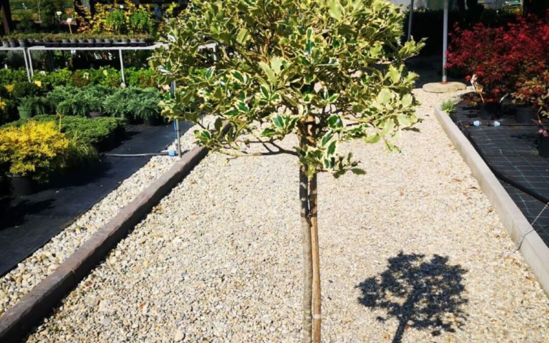 Ilex aq. Golden King stamm