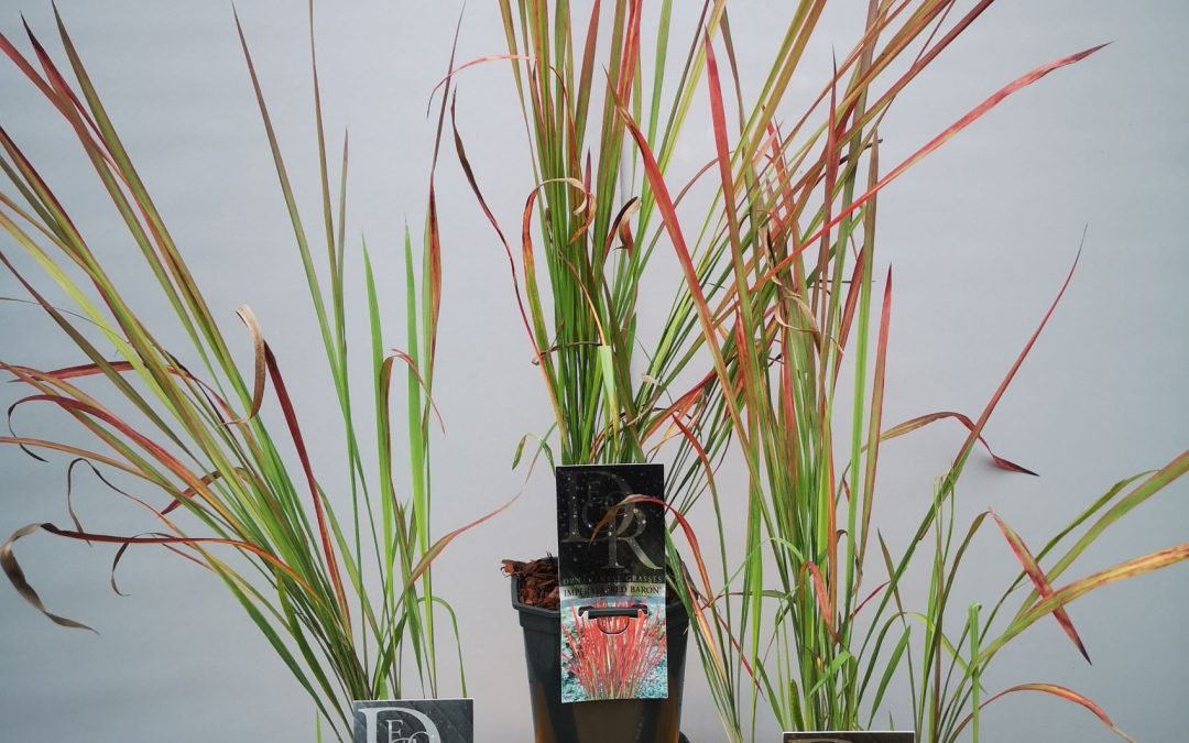 Imperata red baron