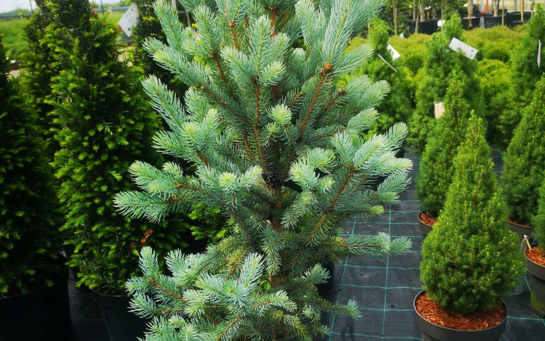 Picea pungens Iseli fastigiata