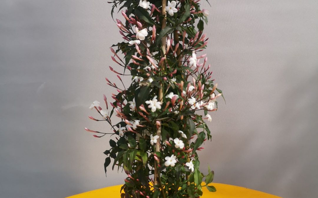 Jasminum