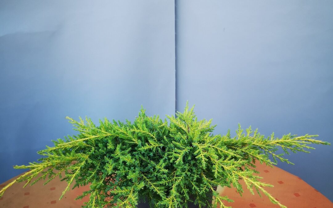 Juniperus fitz. Gold coast