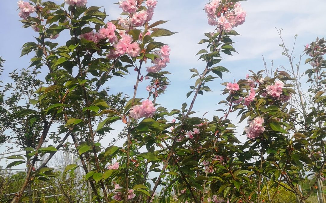 Prunus serr. Kanzan