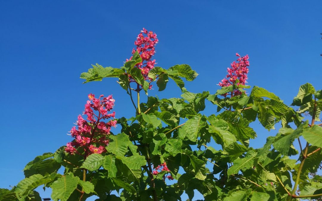 Aesculus carnea