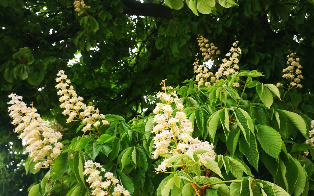 Aesculus hippocastanum