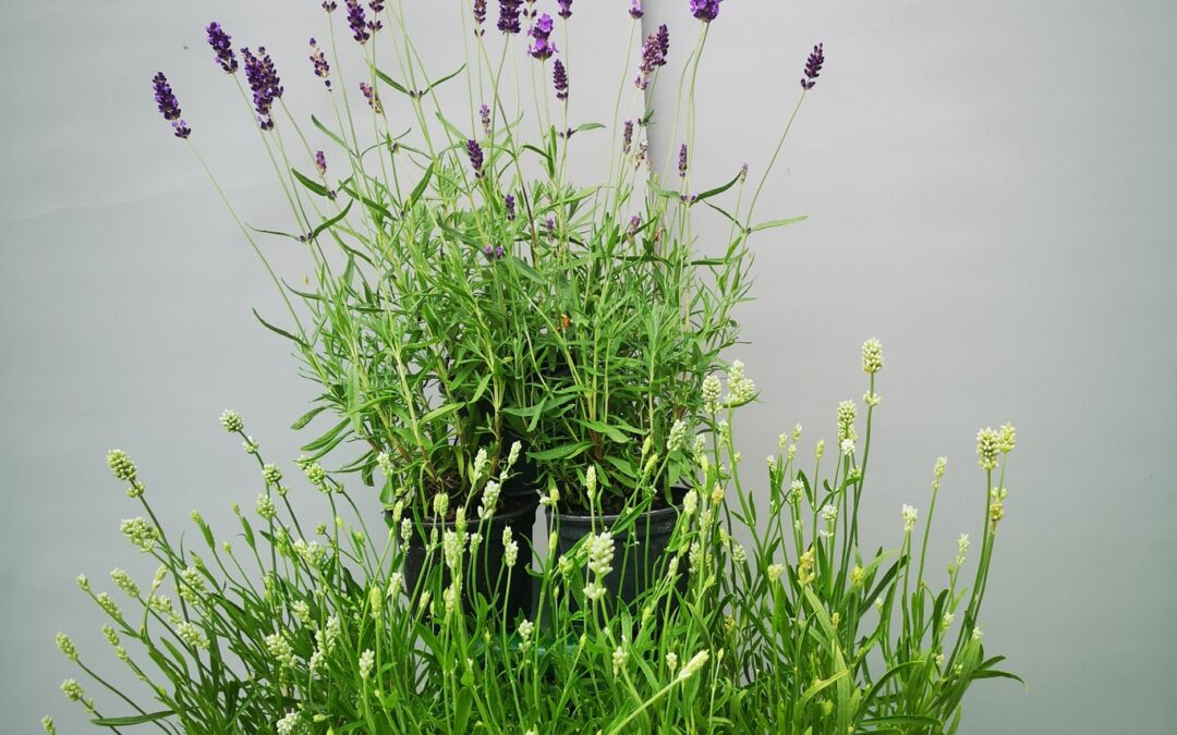 Lavanda